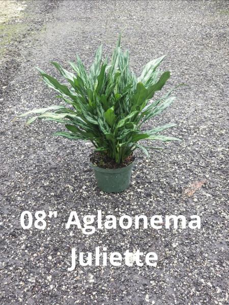 Available in 8" and 10" pots, many varieties of Aglaonema available