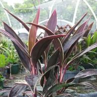 Cordyline Red Sister Gold Edge