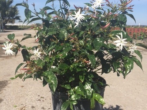A beautiful blooming plant with white blossoms.
Available in 6", 10" & 14" pots