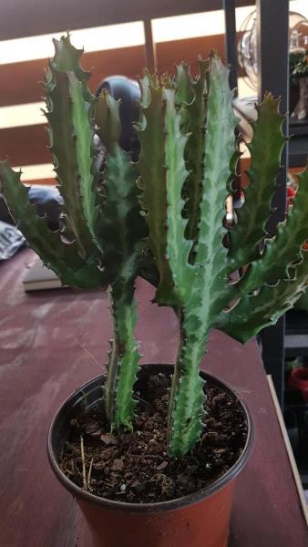 Comes in 6", 10" and 14" pots. Many cacti varieties available
