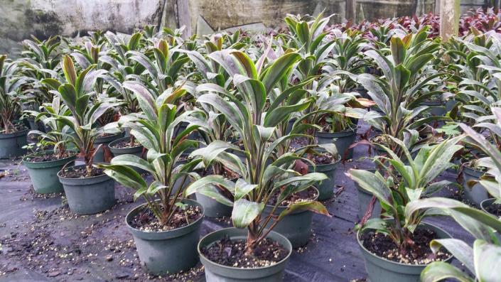 We have over 45 varieties of Cordyline to choose from in 3" to 14" pots