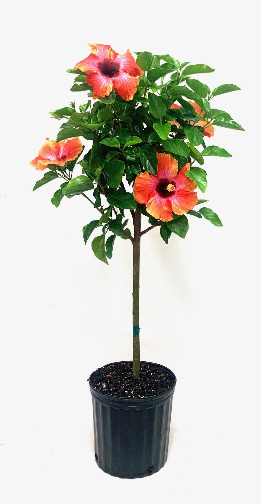 Hibiscus Fiesta Standard 10 - Blooming Plants
