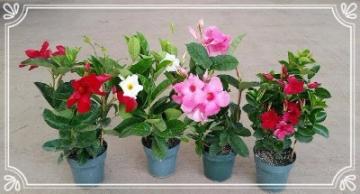Mandevilla Trellis come in 6", 8", 10" & 12" pots in many different colors and varieties