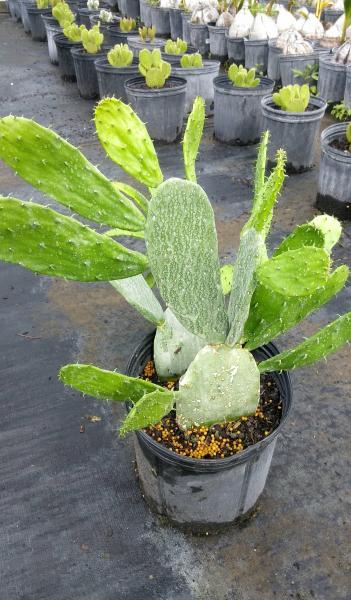 Available in 4" to 14" pots, we also have a rare variegated Opunita