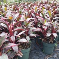 Cordyline Red Sister