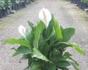 Many varieties of Peace lily's available